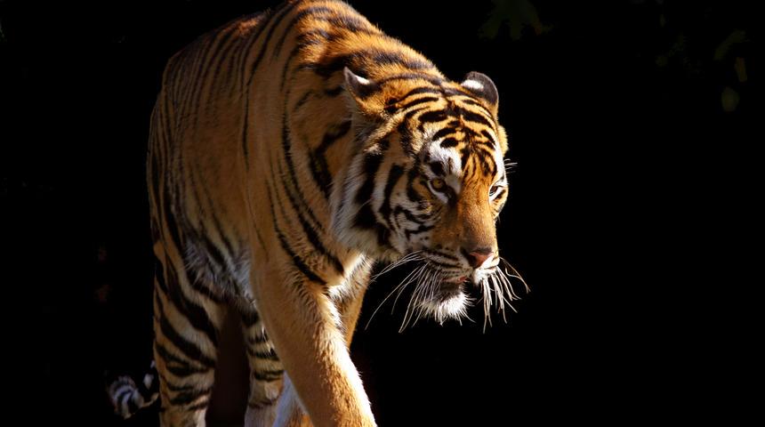 Kaplana çok ilginç tıbbi müdahale!