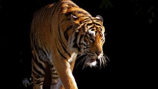 Kaplana çok ilginç tıbbi müdahale!