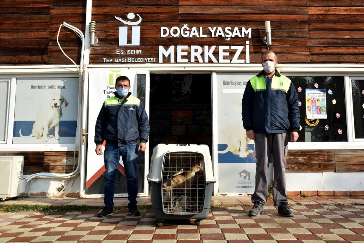 Kent merkezine inen tilki doğaya bırakıldı