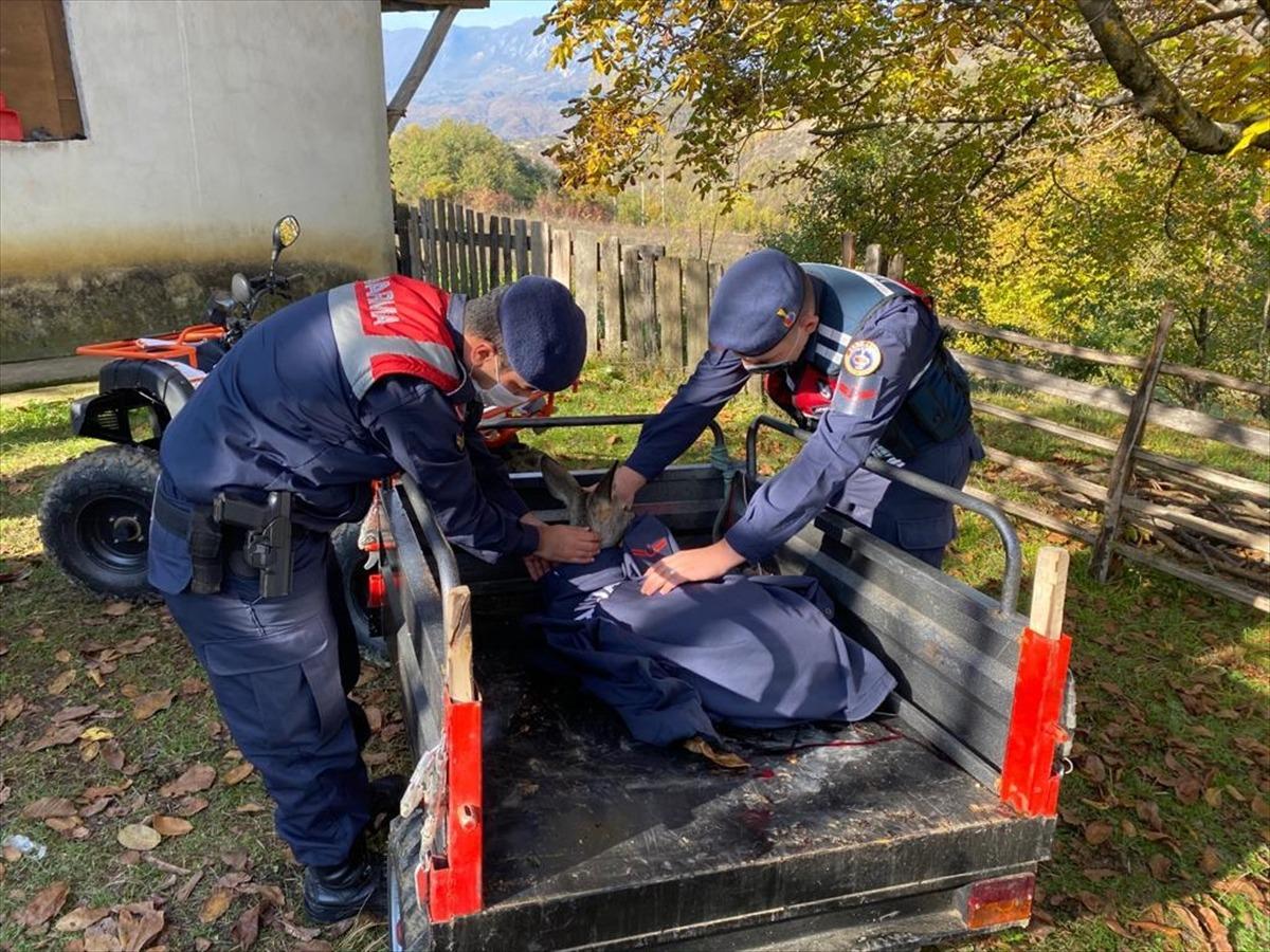 Jandarma, yaralı karacanın &uuml;zerine &uuml;ş&uuml;memesi i&ccedil;in montunu &ouml;rtt&uuml;