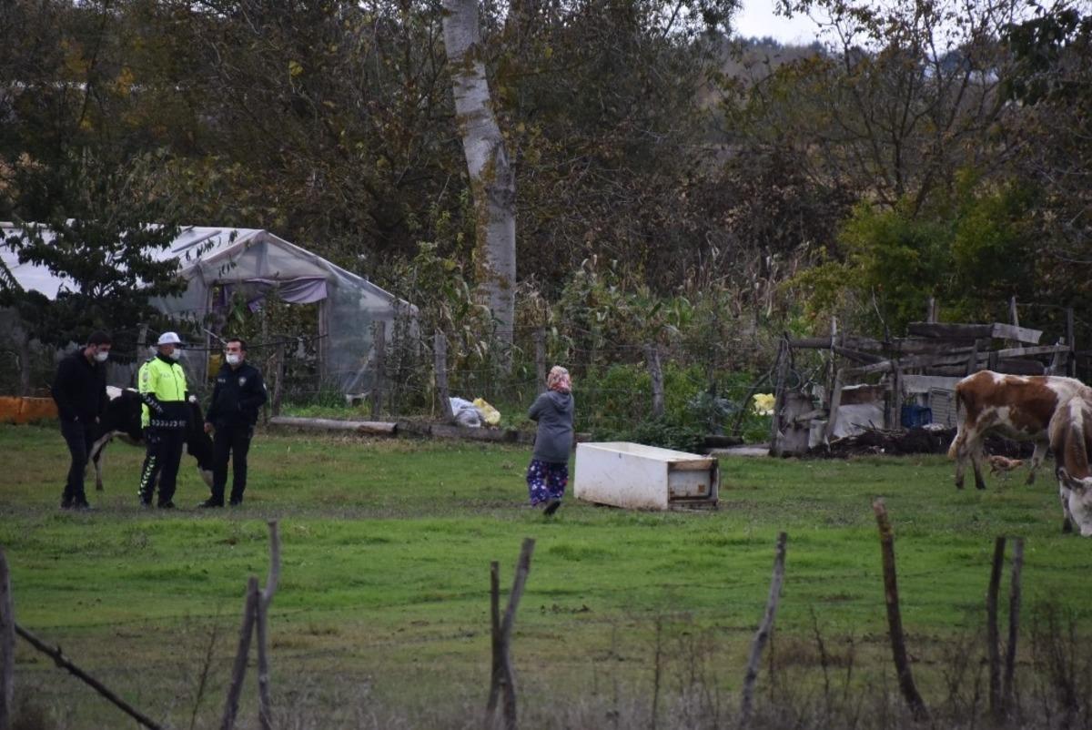 Sinop&rsquo;ta otomobil ineğe &ccedil;arptı, polisler kazaya karışan ineği aradı