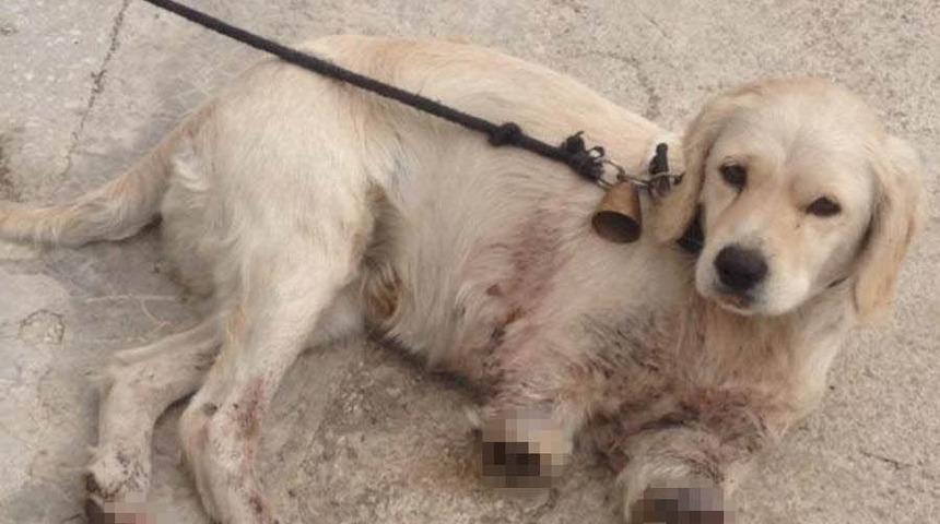 Samsun’da vahşet! Yavru köpek iki bacağı kesilmiş halde bulundu