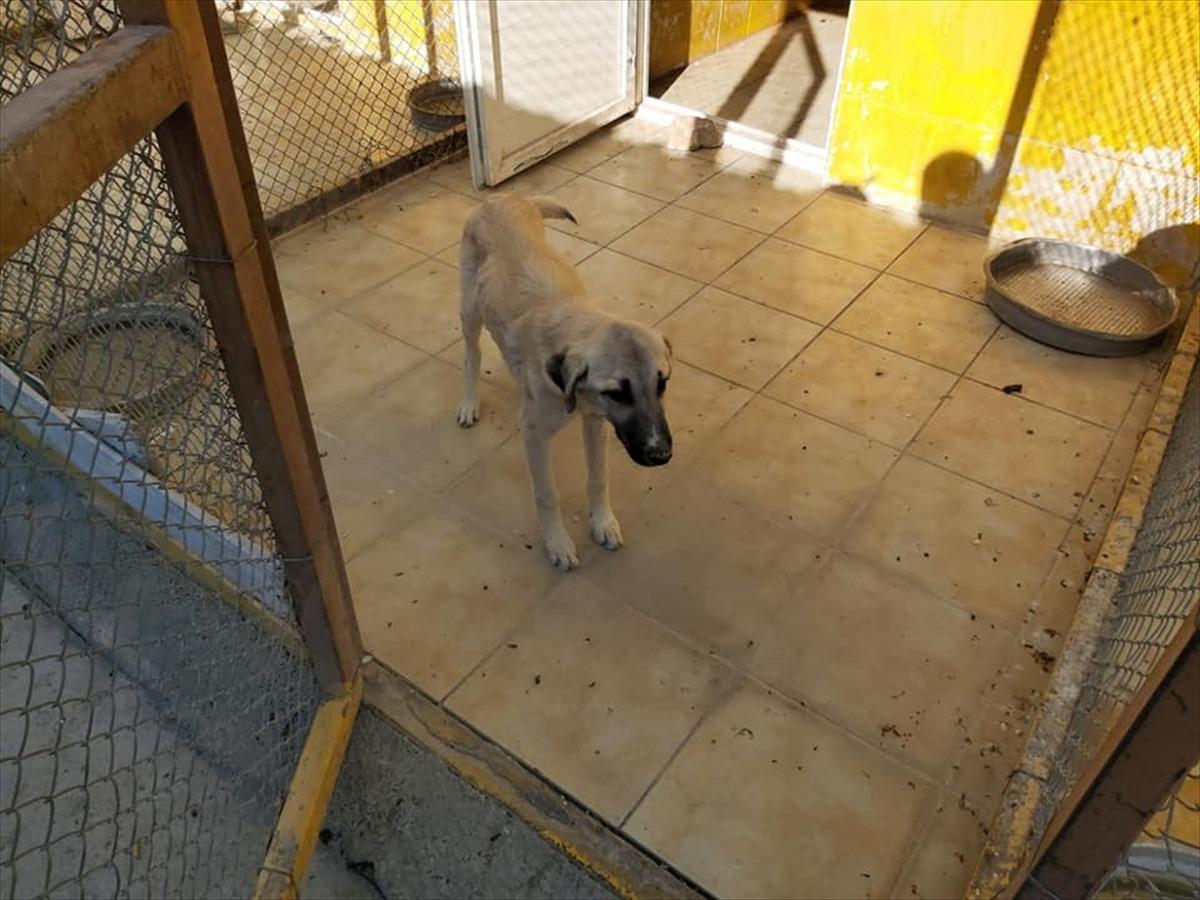 Niğde'de kuyuya d&uuml;şen k&ouml;peği AFAD ekipleri kurtardı