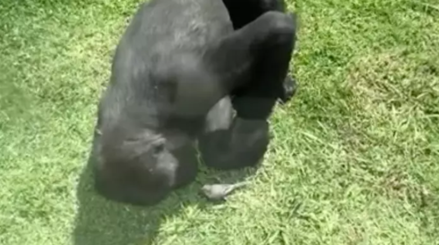 Hayvanat bahçesinde inanılmaz an! Goril ve yaralı kuş...