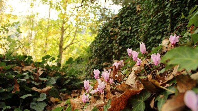 Aydın’ın yanı başında bir doğa harikası: “ Koçak Kanyonu “