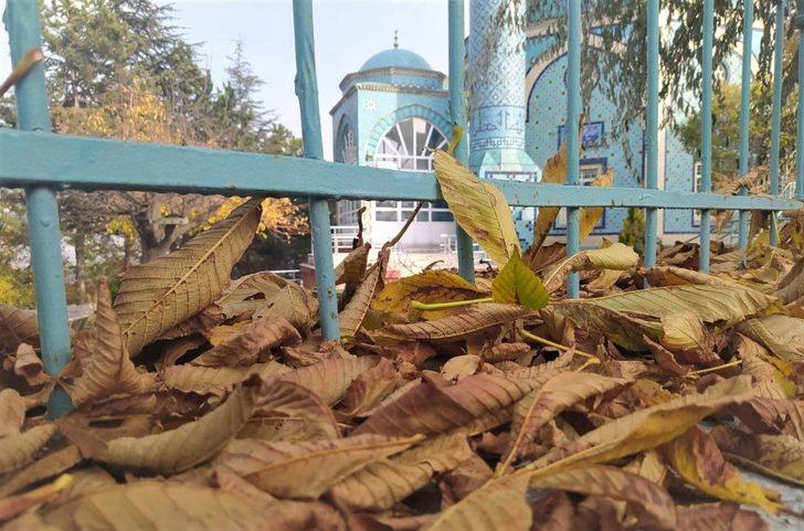 Yere düşün yapraklar güzel görüntüler oluşturdu G3