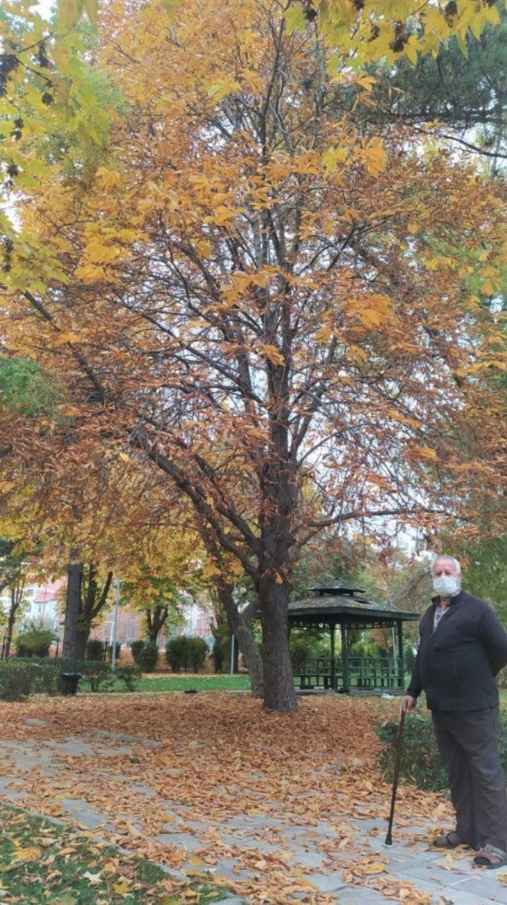 Yere düşün yapraklar güzel görüntüler oluşturdu G5