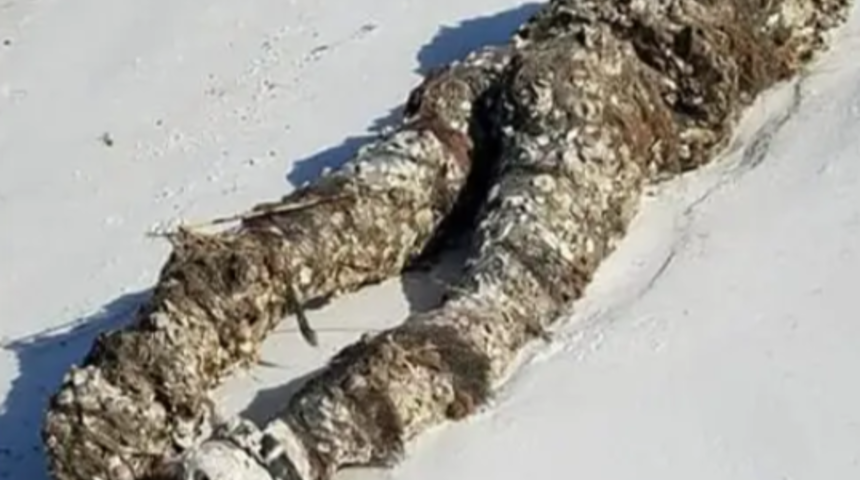 Sahile ceset vurdu diye aradılar! Başı kesilmiş halde bulundu