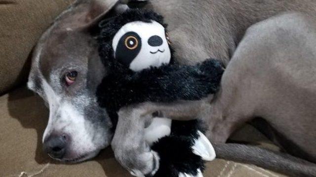 Bir saniyeliğine bile en sevdiği oyuncaktan ayrılamayan köpek gözlerden kalpler çıkartacak
