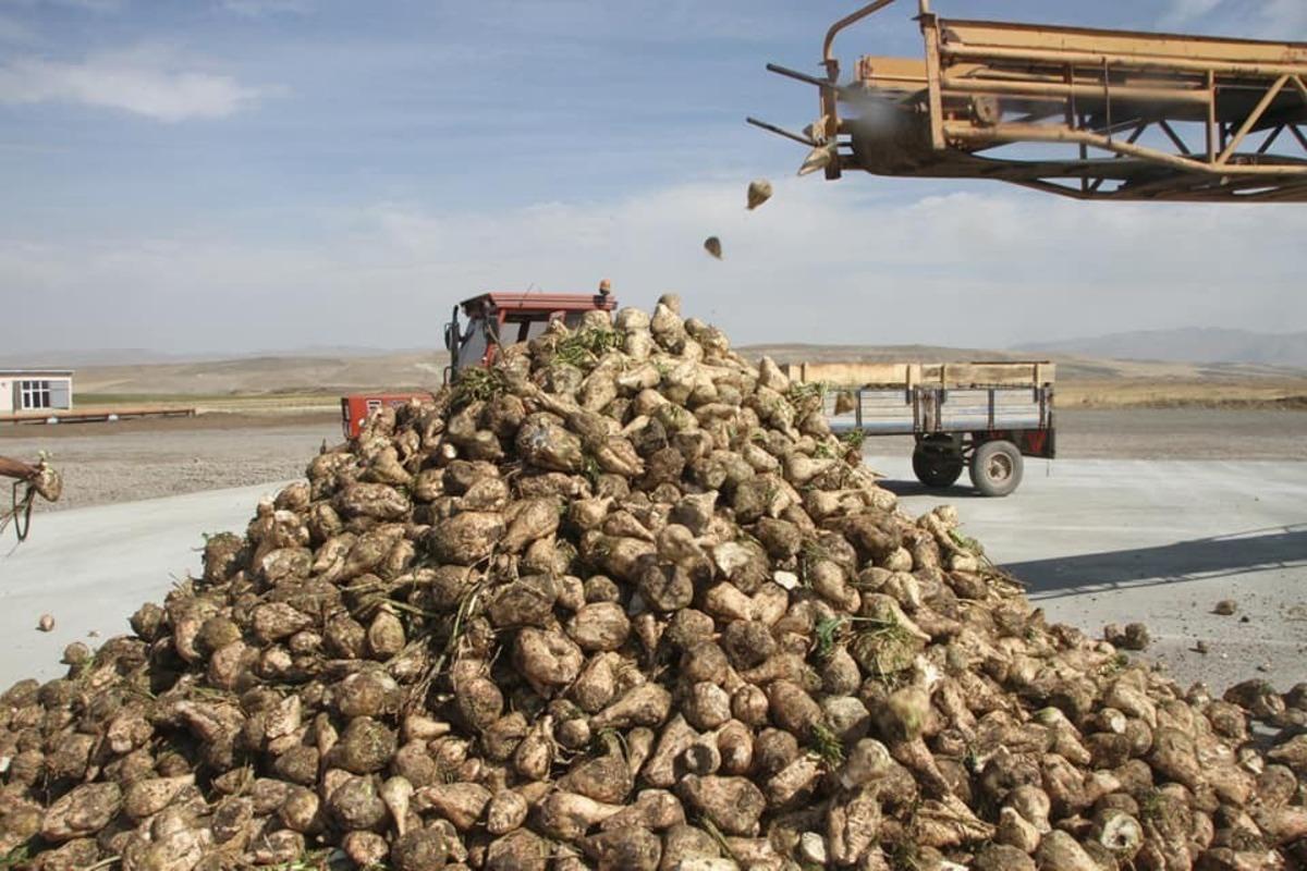 Malazgirt&rsquo;te şeker pancarı verimi &ccedil;ift&ccedil;ilerin y&uuml;z&uuml;n&uuml; g&uuml;ld&uuml;rd&uuml;