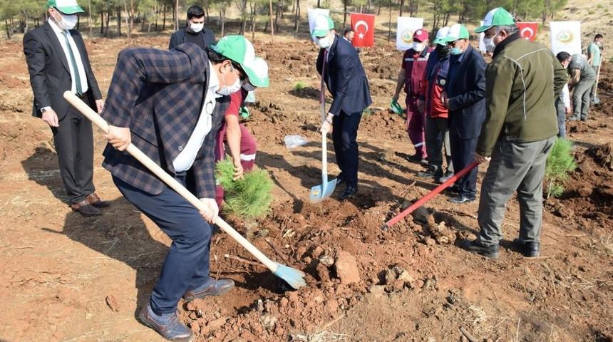 Ağa&ccedil;landırma d&ouml;neminde 300 bin fidan dikilmiş olacak