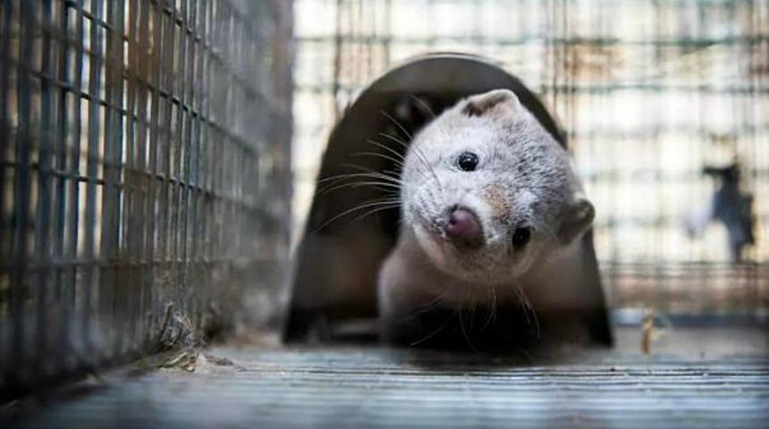 Danimarka, 'Cluster-5' vir&uuml;s&uuml;n&uuml;n muhtemelen &ouml;ld&uuml;ğ&uuml;n&uuml; duyurdu