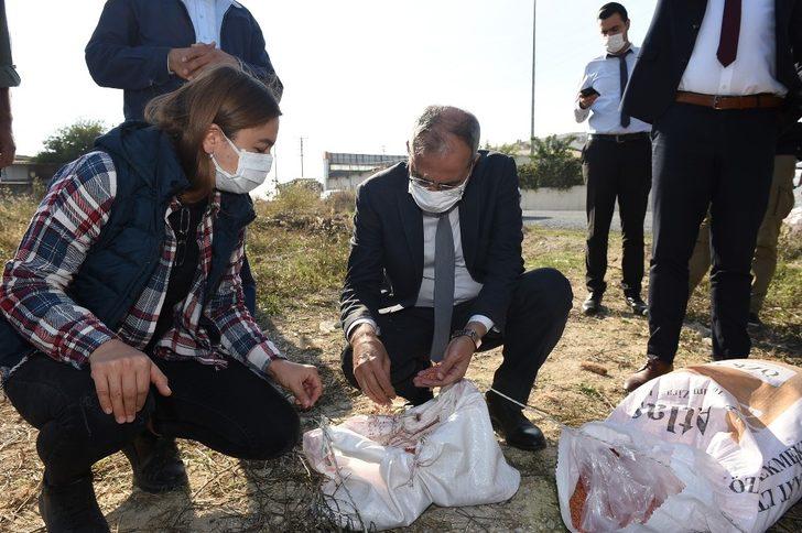 Başkan Bozdoğan, ata tohumu kunduru buğdayını toprakla buluşturdu G5
