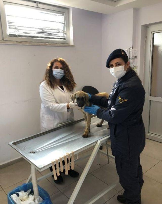 Bacağı kırılan yaralı köpeğe jandarma yardım eli uzattı