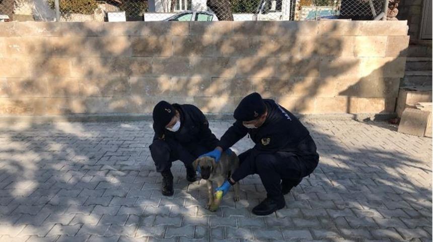Bacağı kırılan yaralı k&ouml;peğe jandarma yardım eli uzattı