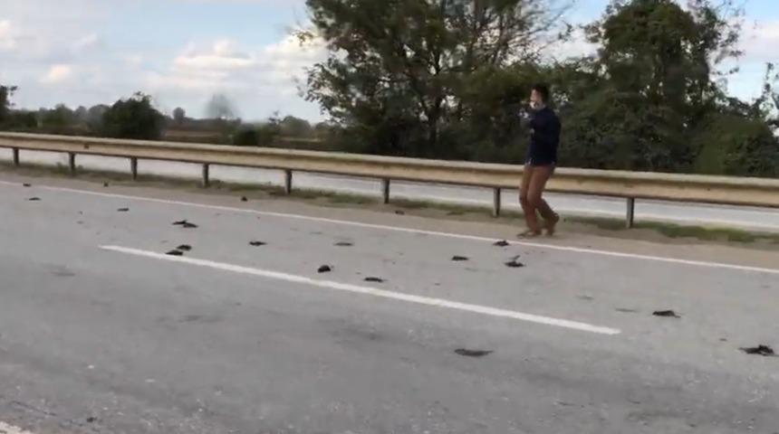 Sakarya'da kuşların esrarengiz ölümü! İnceleme başlatıldı