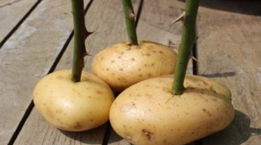  İnanılmaz! Patatese g&uuml;l sapı saplayın ve bir hafta sonra ne olduğuna bakın