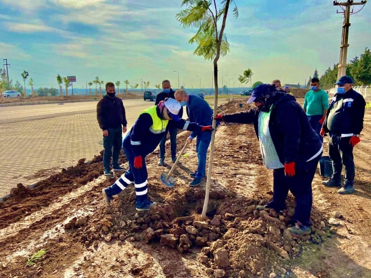 Didim Jakaranda ağa&ccedil;ları ile g&uuml;zelleşiyor
