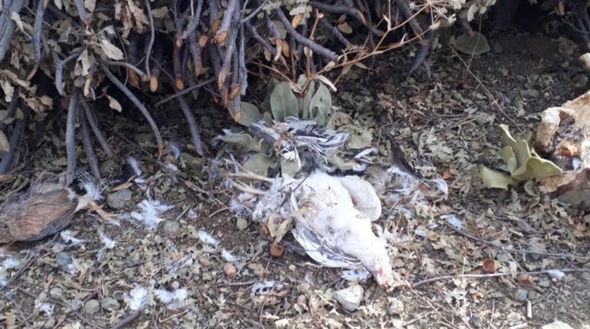 Sokak k&ouml;pekleri 20 tavuğu par&ccedil;aladı