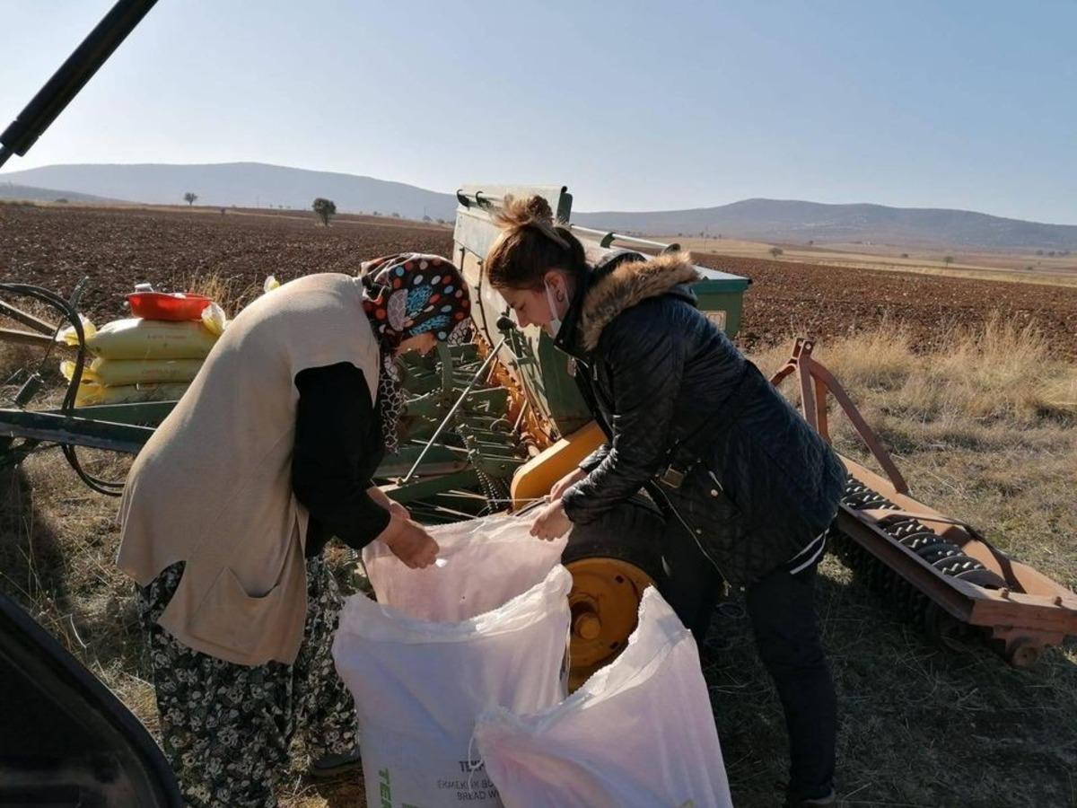 Aslanapa&rsquo;da alternatif buğday &ccedil;eşidi deneme ekimi
