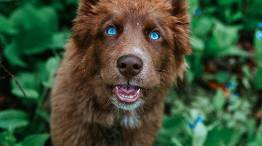 Binlerce kişi ona hayran! Sibirya kurdu rengiyle şaşkına çeviriyor