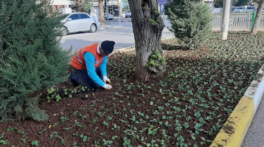 Refüjlere kış bitkileri dikiliyor