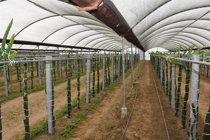 Kaymakam Şahin, ’Efeler Diyarında Pitaya’ Projesi kapsamında üreticilerle bir araya geldi G4