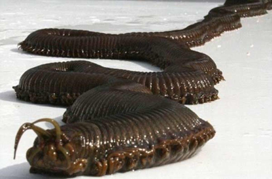 Самых больших червяков. Морской червь Eunice aphroditois. Эунице Афродита червь Боббита. Австралийский червь Боббита. Австралийский пурпурный кольчатый червь.