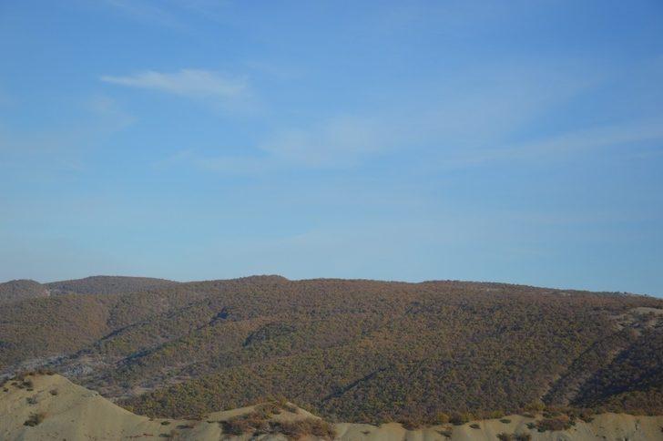 Hadino Ormanları’nda ağaç kesimi yasak G1