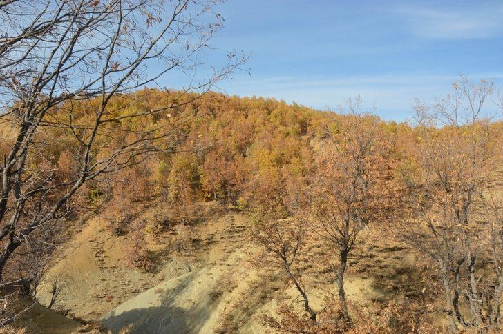 Hadino Ormanları’nda ağaç kesimi yasak G2