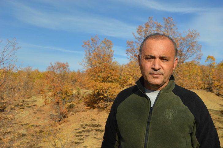 Hadino Ormanları’nda ağaç kesimi yasak G3