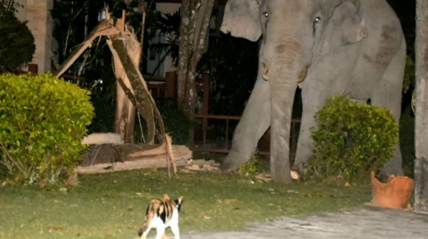 Güç gösterisi! Tonlarca ağırlıktaki fil, evcil kedinin maskarası oldu