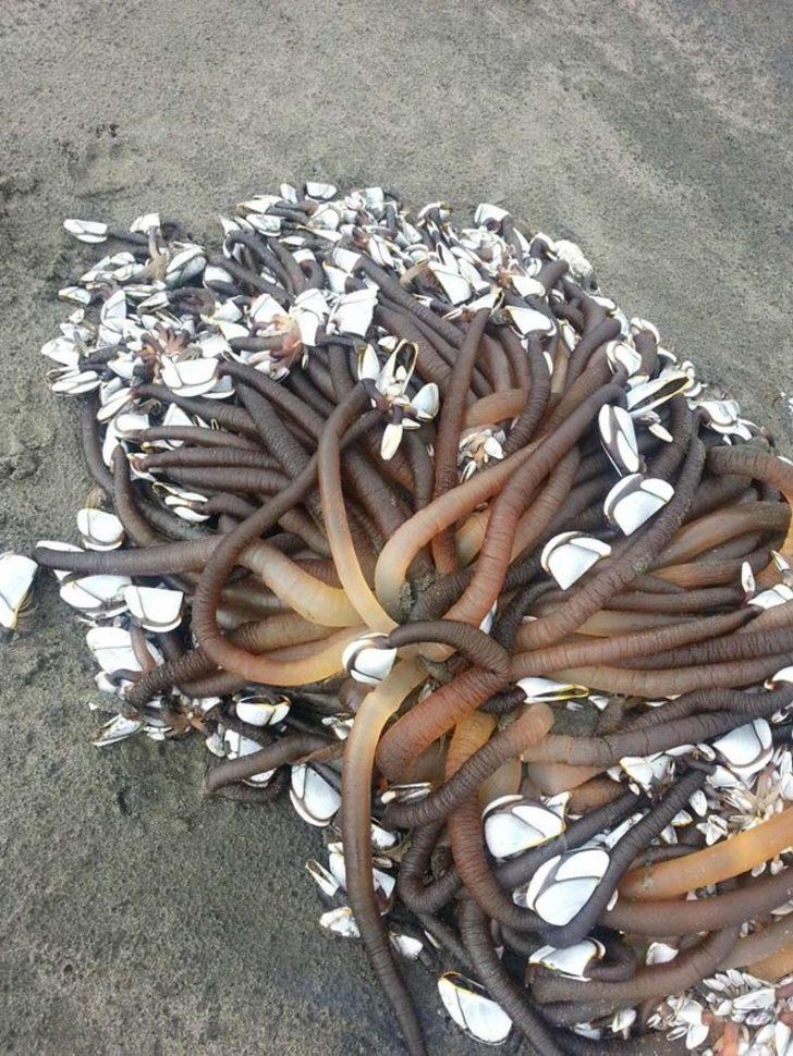 Birbirinden ilginç deniz canlıları