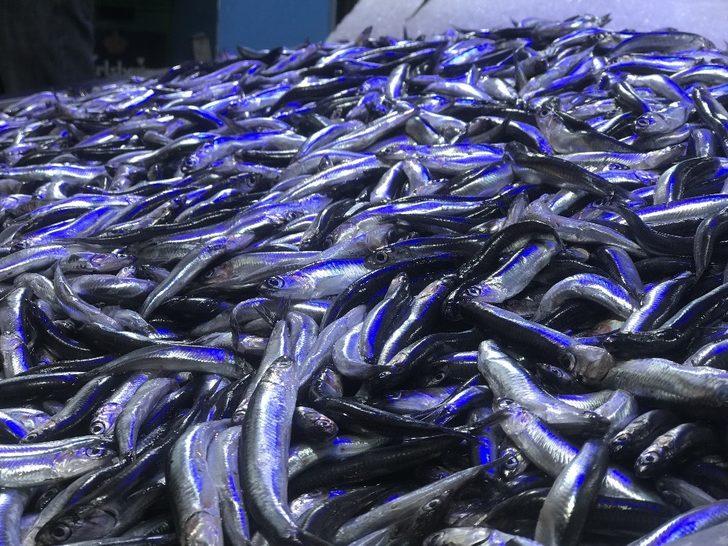 Sinoplu balıkçıdan sezon değerlendirmesi G3