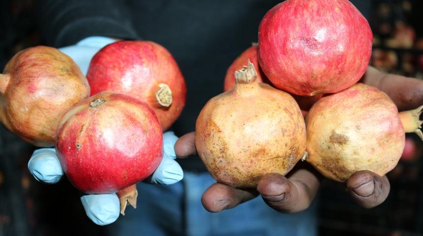 Zivzik narı bağışıklığın ilacı: İri taneli ve sulu sulu! Bozulmadan 6 ay saklanıyor
