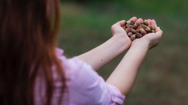 ILO-Ferrero ortaklığı Türkiye’de fındık hasadında çocuk işçiliğini ortadan kaldırmayı hedefliyor