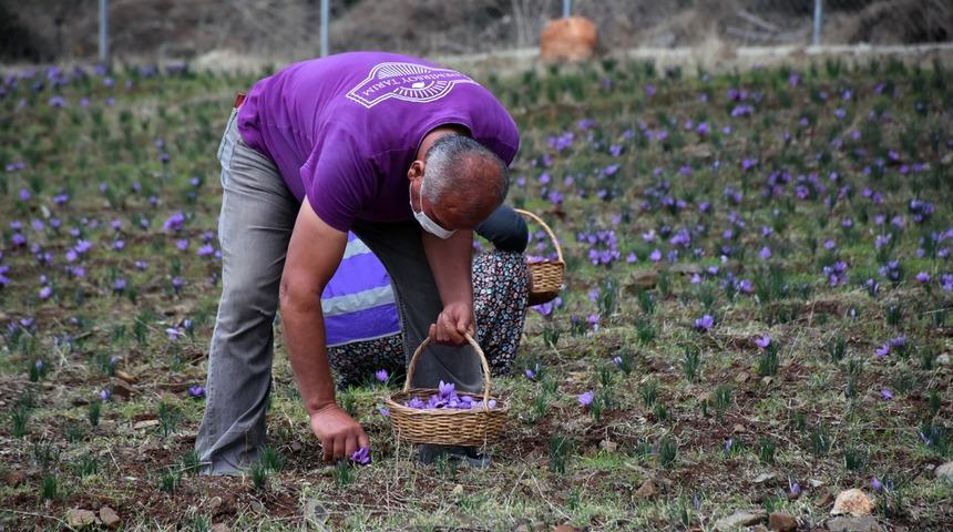 Aktarlarda gram ile satılıyor! Safranın kilosu 50 bin TL