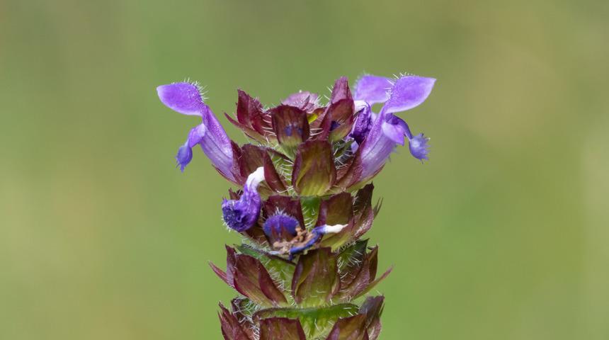 Adını bilen yok ama gerçek bir şifa bombası! Bronşit, nefes darlığı ve...