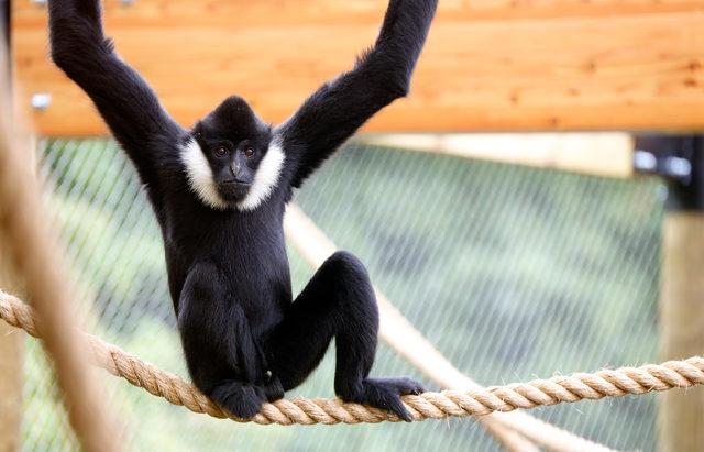 MPM_GIBBON_LONELY_ZSL-2_3405962