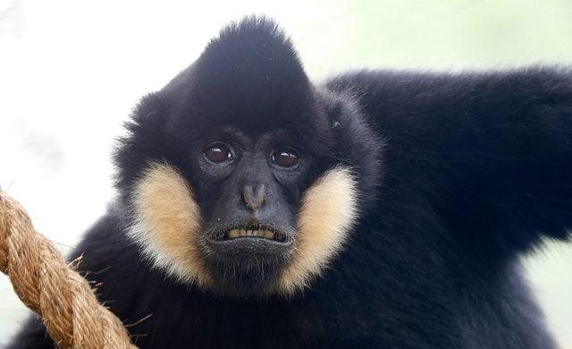 MPM_GIBBON_LONELY_ZSL-3_3405963