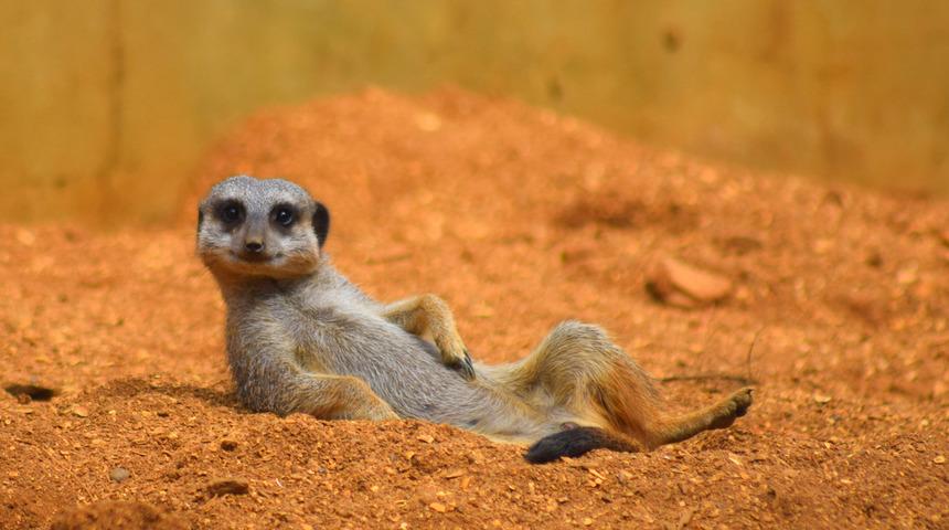 Rakip çeteden erkekle çiftleşmek isteyen dişiler kavga çıkartıyor!