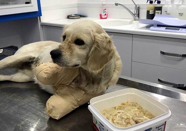 Samsun Barosu’ndan bacakları kesilen köpek hakkında açıklama