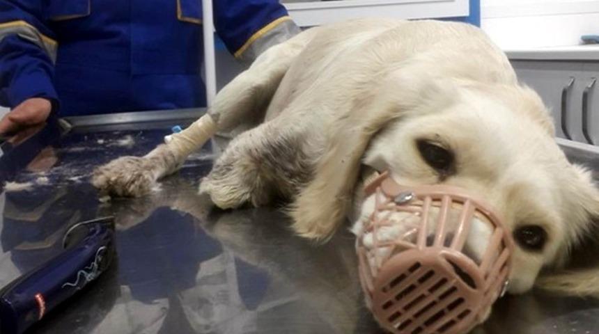 Samsun Barosu&rsquo;ndan bacakları kesilen k&ouml;pek hakkında a&ccedil;ıklama