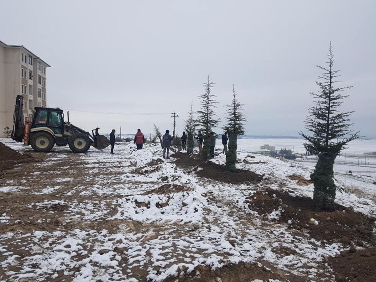 Kar yağışı fidan dikmeye engel olmadı