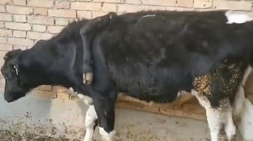 Yer: Çin! 5 bacaklı ineği görenler şaşkına dönüyor