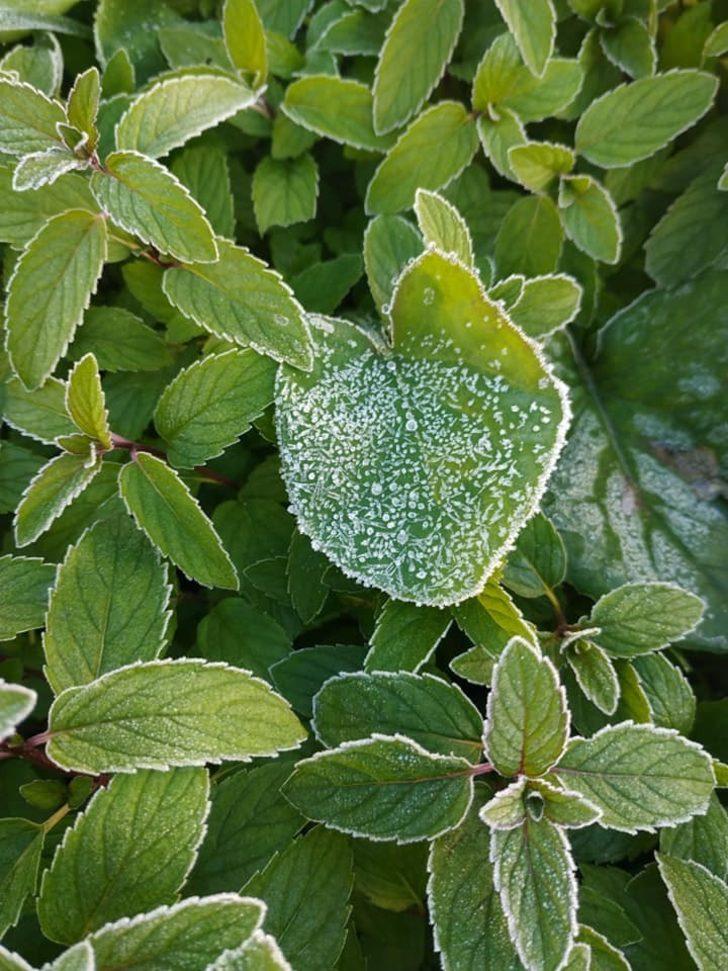 Eskişehir’de kırağı doğaya beyaz gelinliğini giydirdi G2