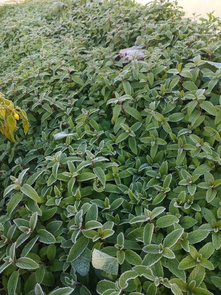 Eskişehir’de kırağı doğaya beyaz gelinliğini giydirdi G5