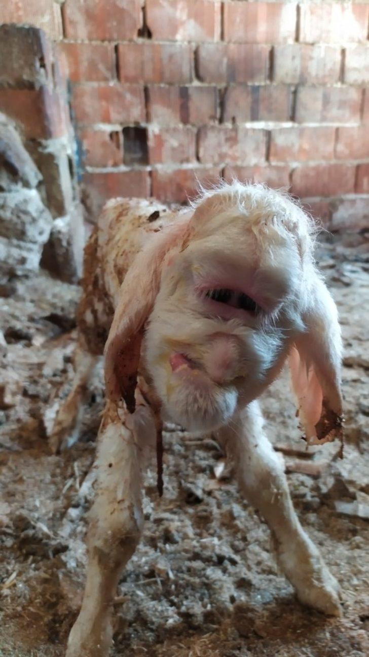 Manisa’da üst dudağı ve burun delikleri olmayan kuzu iki gün yaşadı G2