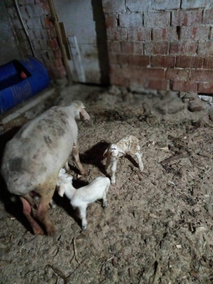 Manisa’da üst dudağı ve burun delikleri olmayan kuzu iki gün yaşadı G3