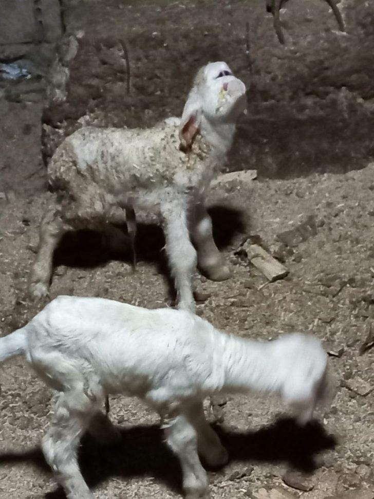 Manisa’da üst dudağı ve burun delikleri olmayan kuzu iki gün yaşadı G5